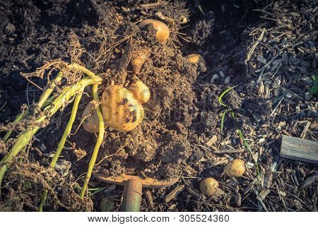 Harvesting Potatoes Using Digging Folk At Patch Garden In Usa