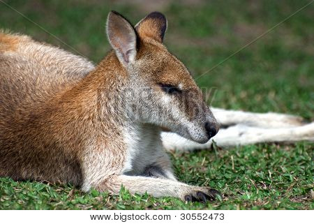 Sleeping small cute red kangaroo in Australia