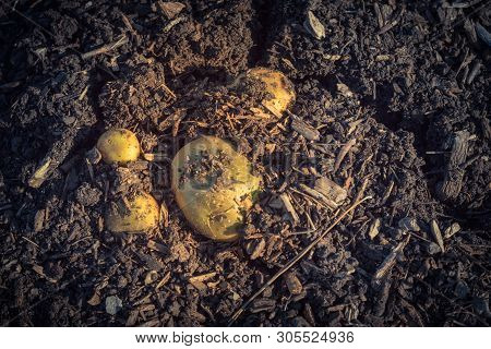 Pile Of Organic Potatoes From Patch Garden Harvesting In Usa
