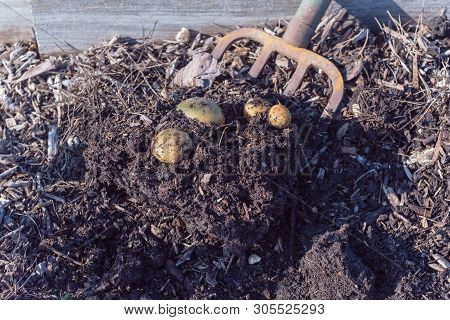 Harvesting Potatoes Using Digging Folk At Patch Garden In Usa