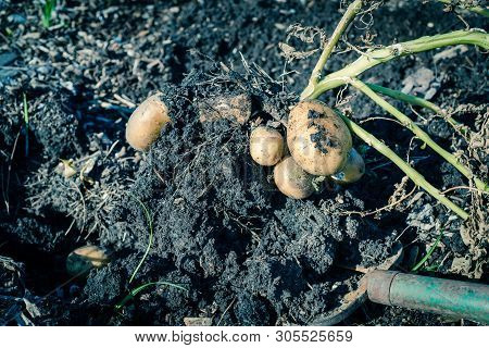 Filtered Image Harvesting Potatoes Using Digging Folk At Patch Garden In Usa
