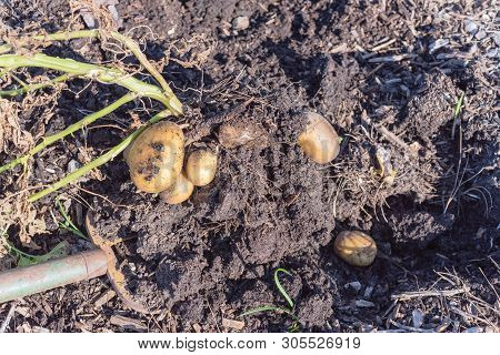 Harvesting Potatoes Using Digging Folk At Patch Garden In Usa