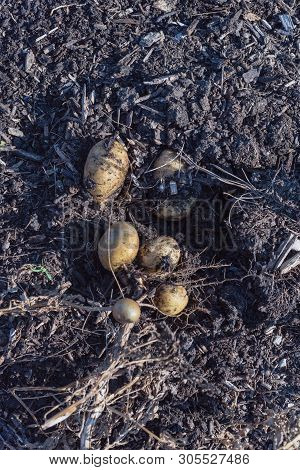 Pile Of Organic Potatoes From Patch Garden Harvesting In Usa