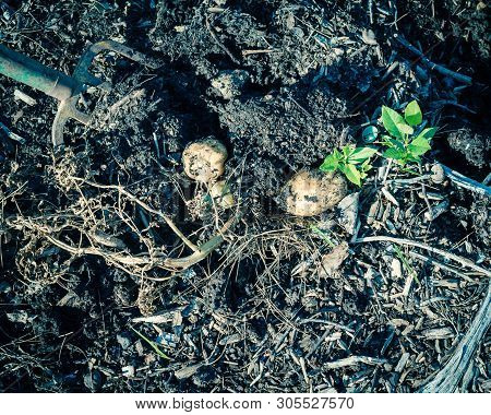 Filtered Image Pile Of Organic Potatoes From Patch Garden Harvesting In Usa