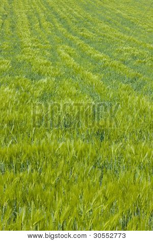 grano