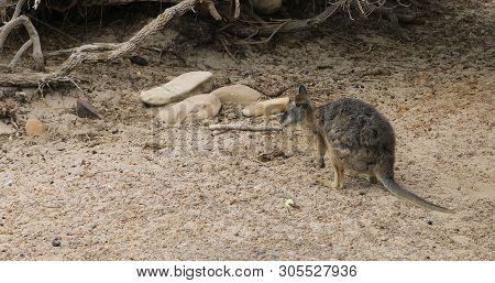 A Tammar Wallaby, Macropus Eugenii, On Kangaroo Island