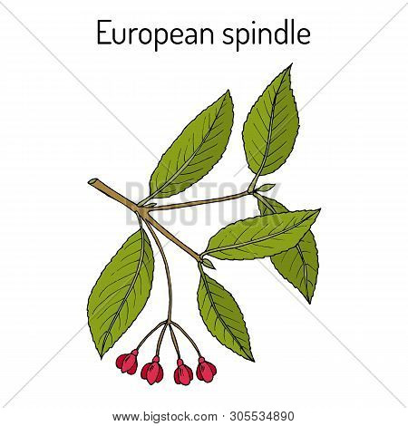 Spindle Euonymus Europaeus , Medicinal Plant. Hand Drawn Botanical Vector Illustration