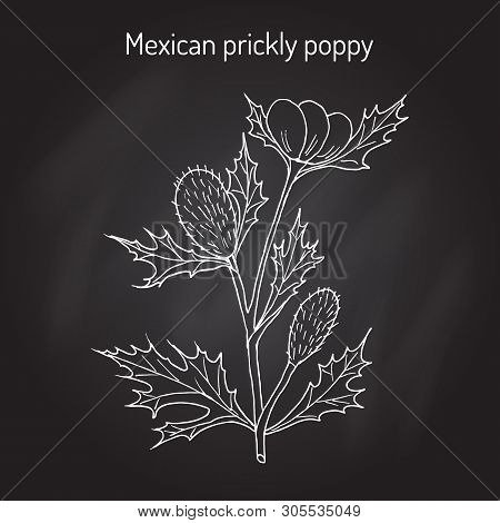 Mexican Prickly Poppy Argemone Mexicana , Or Flowering Thistle, Medicinal Plant. Hand Drawn Botanica