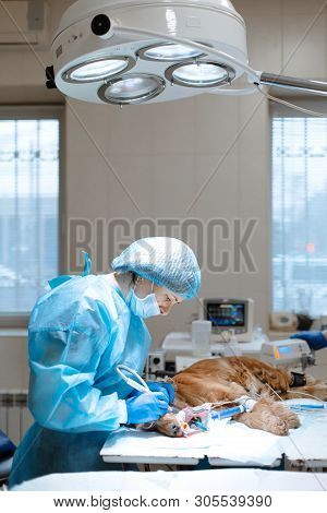 Veterinary Dentistry. Dentist Surgeon Veterinarian Cleans And Treats A Dog's Teeth Under Anesthesia 