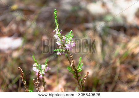 Beautiful Branch Of Pink Heather Flower Closeup In The Forest On Natural Background