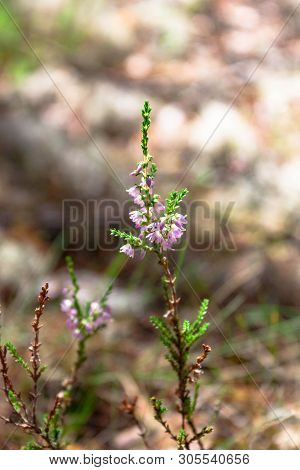 Beautiful Branch Of Pink Heather Flower Closeup In The Forest On Natural Background