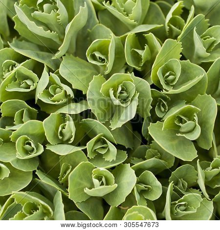 Thick And Dense Growing Lawn Flower On The Lawn