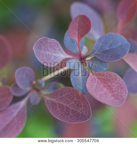 Purple And Claret Leaves
