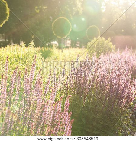 Summer Beautiful Well-kept Park With Flowers And Trees In The Rays Of The Sun