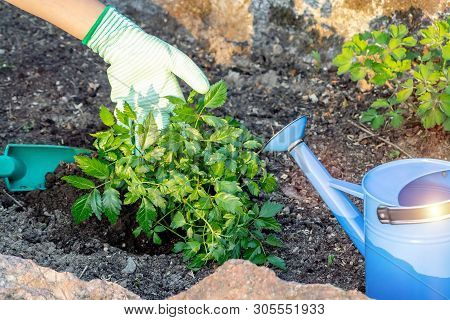 Planting Plants Astilba On Flower Bed Rockery