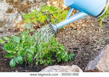 Planting Astilba Plant On A Flower Bed Rockeries - Watering From Watering Can