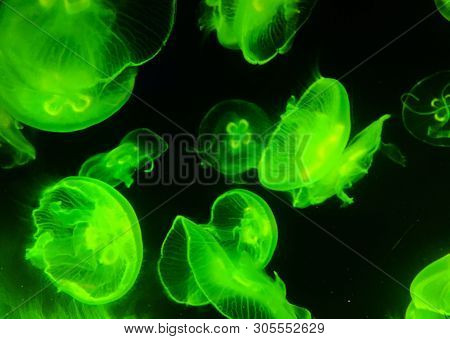 Fluorescent Green Jellyfish With A Black Background.