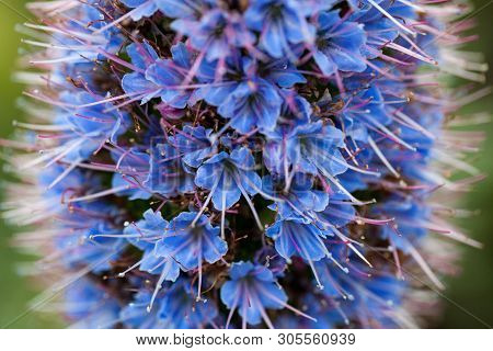 Closeup Photo Purple Pride Of Madeira Flower With Stamens