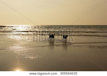 Dogs On The Beach Morjim Goa India