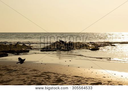 Dogs On The Beach Morjim Goa India