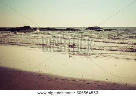 Dogs On The Beach Morjim Goa India