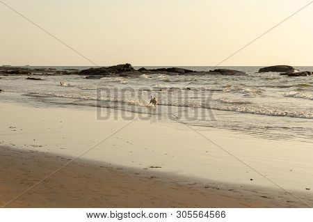 Dogs On The Beach Morjim Goa India