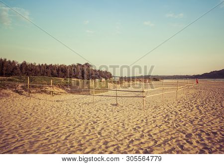 Olive Ridley Sea Turtle Nesting Site Morjim Goa