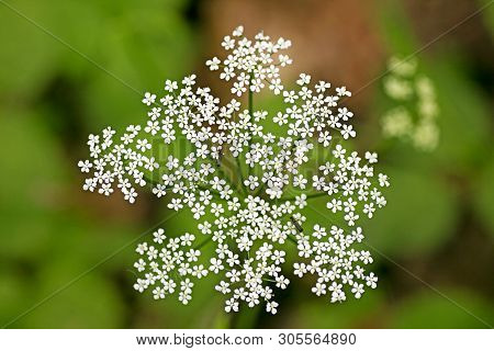 Wild Macro Flower Aegopodium Podagraria Ashweed Apiace Family Background High Quality