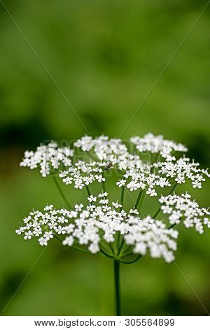 Wild Macro Flower Aegopodium Podagraria Ashweed Apiace Family Background High Quality