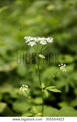 Wild Macro Flower Aegopodium Podagraria Ashweed Apiace Family Background High Quality