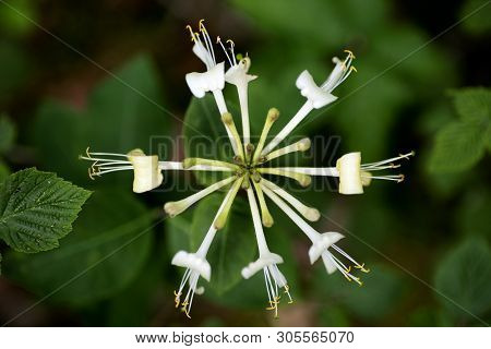 Flower Lonicera Etrusca Santi Honeysuckle Macro Caprifoliaceae Family Background High Quality