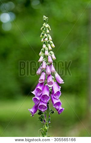 Wild Flower Purpurea Digitalis Plantaginaceae Family Macro Background High Quality Prints