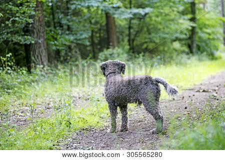 Brown Dog Portrait In Forest Lagatto Romagnolo Background High Quality Prints