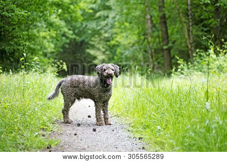 Brown Dog Portrait In Forest Lagatto Romagnolo Background High Quality Prints