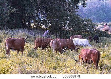 Serene Asian Village Landscape With Cows And Zebu Bulls. Beautiful Indian Zebu Lies Peacefully In Th