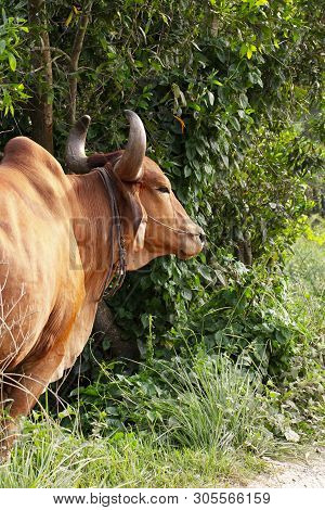 Serene Asian Village Landscape With Zebu Bull. Beautiful Indian Zebu In The Rainforest