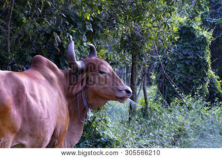 Serene Asian Village Landscape With Zebu Bull. Beautiful Indian Zebu In The Rainforest