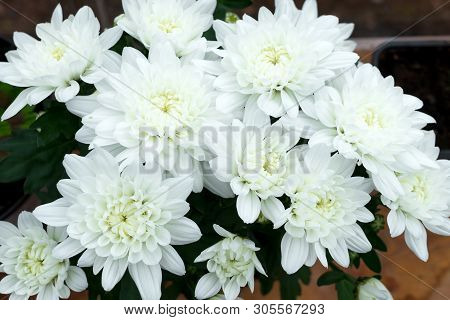 Dendranthemum Grandifflora, White Mum Flower For Background