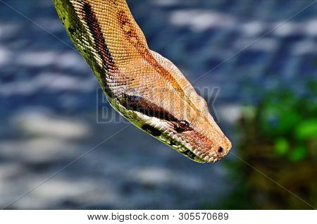 Representative Of Reptiles In Hands Of The Person.