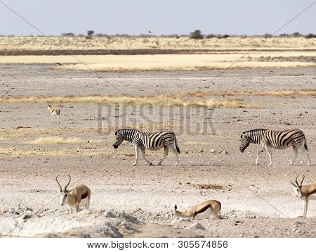 Animals Arriving At Water Hole In Namibia Desert