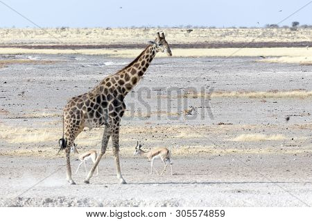 Animals Arriving At Water Hole In Desert Of Namibia