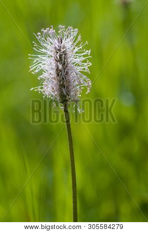 The Lanceolata Plantain (plantago Lanceolata) Is A Medicinal Herb That Has Anti-cough Properties And