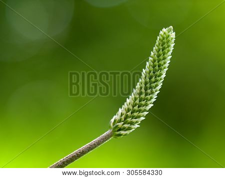The Lanceolata Plantain (plantago Lanceolata) Is A Medicinal Herb That Has Anti-cough Properties And