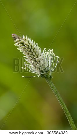 The Lanceolata Plantain (plantago Lanceolata) Is A Medicinal Herb That Has Anti-cough Properties And