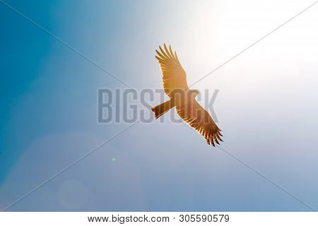 Eagle In Sky. Sun  Shining . Kyoto District. Near   Katsura River And Imperior Palace In Kyoto.
