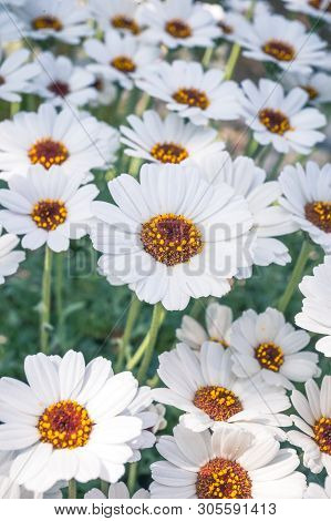 Ox Eye Daisy, Name Of These Flowers Is Swamp Chrysanthemum.scientific Name Is Leucanthemum Paludosum