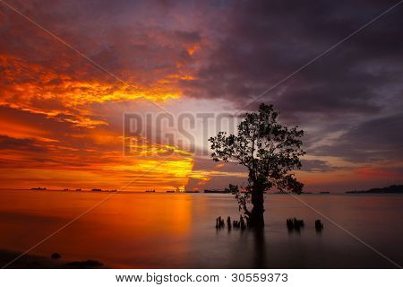 Mangrovetræer og landskab solnedgang scene på Nirvana Beach, Padang, Sumatera ø i Indonesien. Tage
