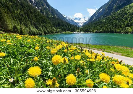 Idyllic Summer Landscape With Mountain Lake And Yellow Dandelion Flowers In The Foreground. Austria,