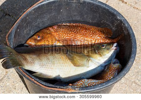 Orange And Brown Ballan Wrasses In A Bucket After Fishing In Brittanny