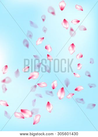 Spring Blossom Isolated Petals Flying On Blue Sky Background. Beauty Studio Concept. Natural Marrige